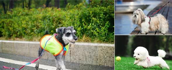 最容易失踪的5种“小型犬”，一旦养了，出门一定要看紧