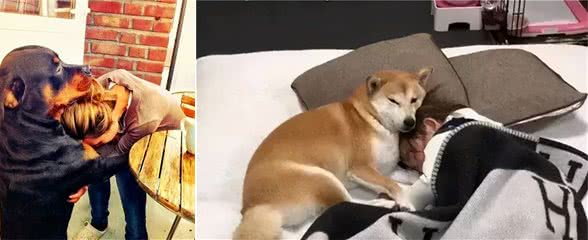 主人伤心难过的时候,狗狗真的能感受到吗?