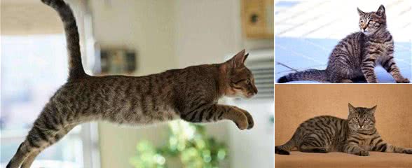 从身价过万中国名猫，到跌落神坛成中国土猫，狸花猫做错了什么？