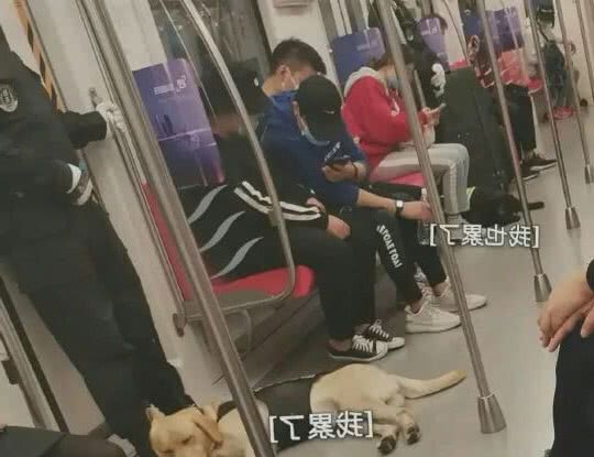 打瞌睡的警犬们，又可爱，又让人心疼