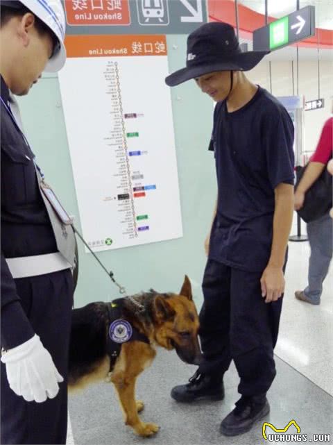 打瞌睡的警犬们，又可爱，又让人心疼