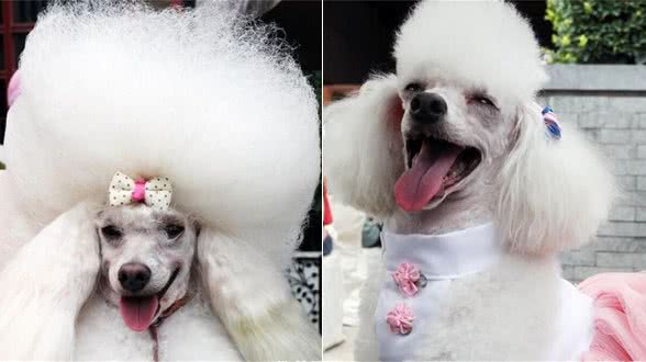 贵宾犬一般能长多大？