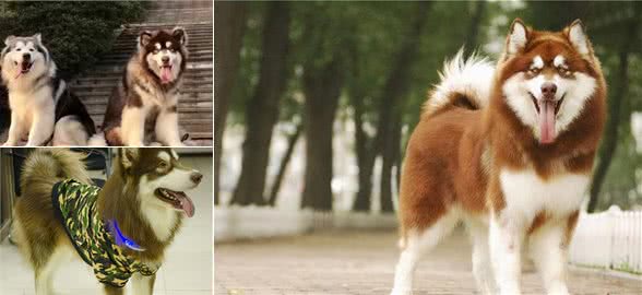 阿拉斯加犬身体出现这些反应，都是在暗示：缺钙了