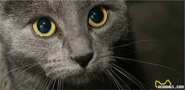 5种最受欢迎的猫咪，在猫界，你所知道的有哪几种呢？