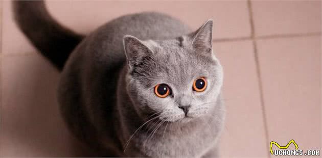 5种最受欢迎的猫咪，在猫界，你所知道的有哪几种呢？