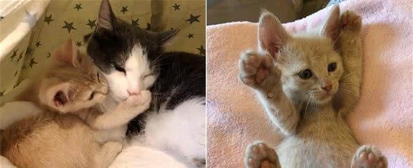 猫崽出生男默女泪，公猫：我选择原谅
