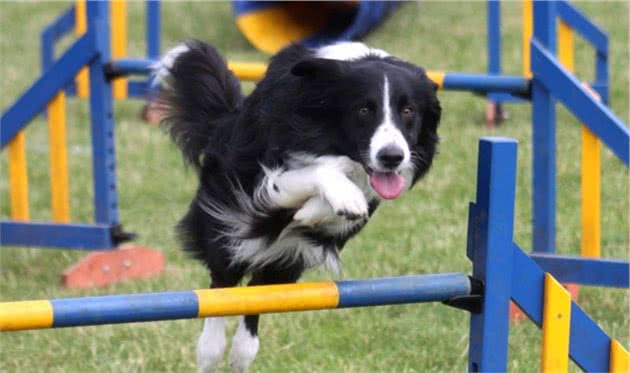 边境牧羊犬智商很高，但这些缺点你如果接受不了，劝你别养