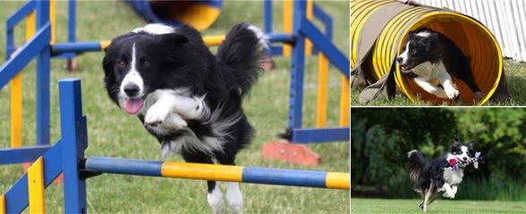 边境牧羊犬智商很高，但这些缺点你如果接受不了，劝你别养