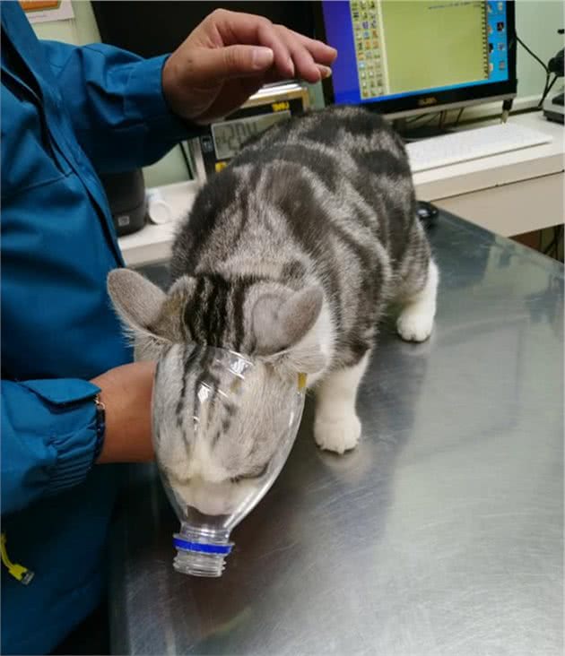 猫咪拒绝看医生，铲屎官自制“防咬神器”，兽医都憋不住笑了