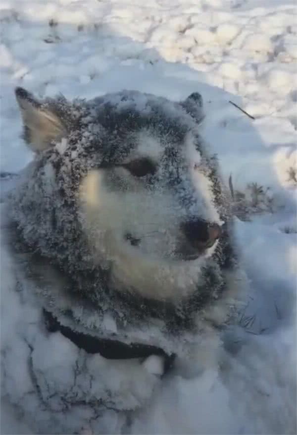 阿拉斯加在雪里躺着，白雪覆盖全身，主人走进一瞧：正宗雪橇