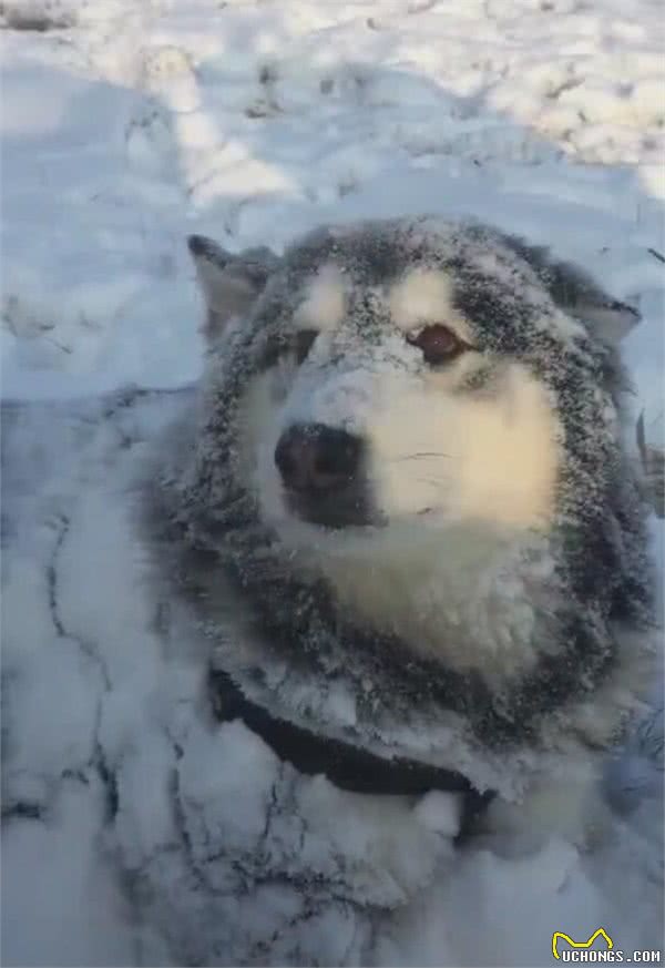 阿拉斯加在雪里躺着，白雪覆盖全身，主人走进一瞧：正宗雪橇