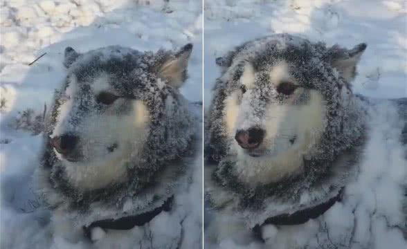阿拉斯加在雪里躺着，白雪覆盖全身，主人走进一瞧：正宗雪橇