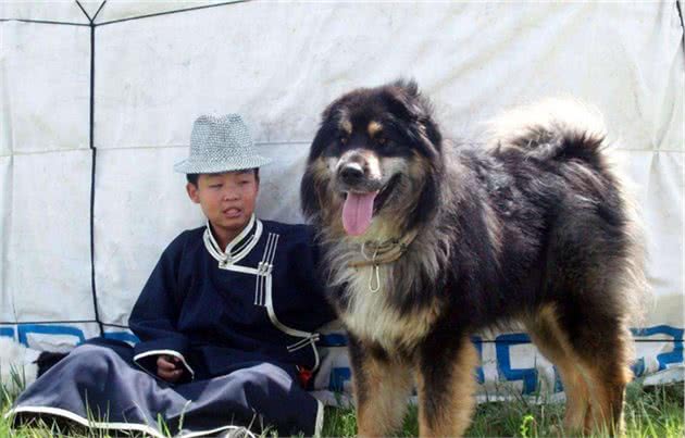 科普，我国鲜为人知的犬种，可爱威武尽皆有之