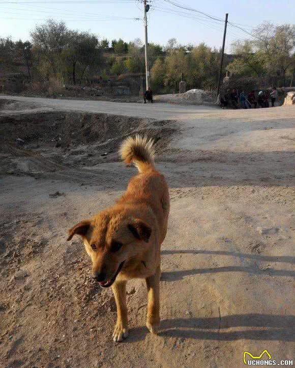 科普，我国鲜为人知的犬种，可爱威武尽皆有之