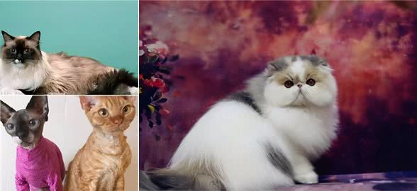 猫界中最“相似”的5对猫咪，你能分清吗？
