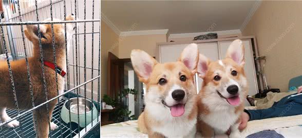 狗狗笼养好还是散养好？养狗人必看
