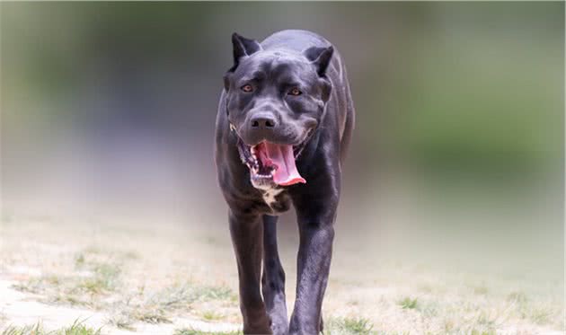 被恶犬攻击时，千万别慌，这几招可以“救你一命”
