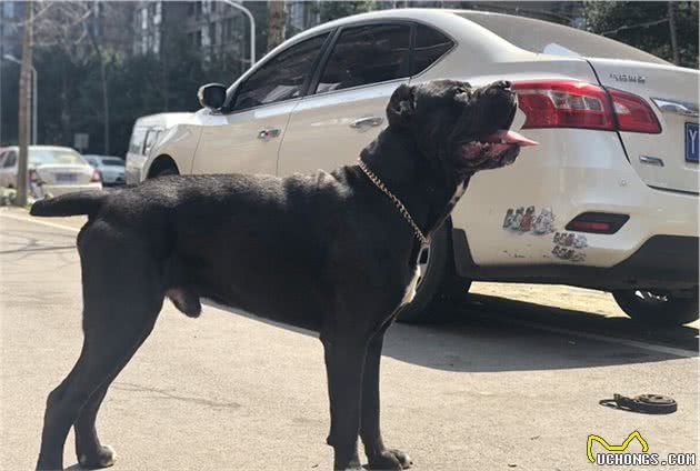 被恶犬攻击时，千万别慌，这几招可以“救你一命”