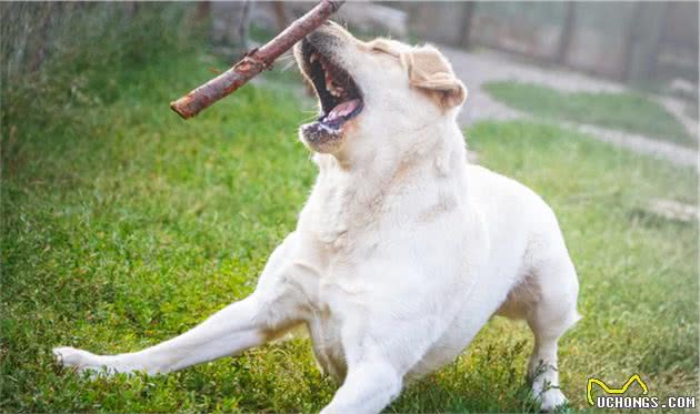 被恶犬攻击时，千万别慌，这几招可以“救你一命”