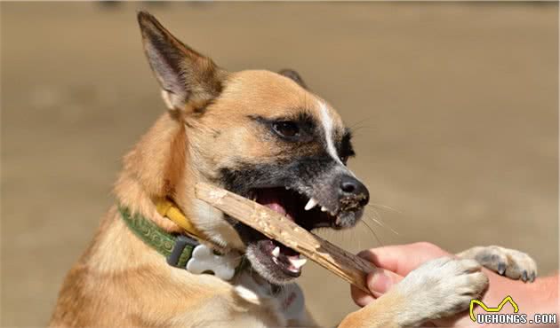 被恶犬攻击时，千万别慌，这几招可以“救你一命”
