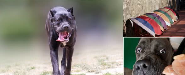 被恶犬攻击时，千万别慌，这几招可以“救你一命”