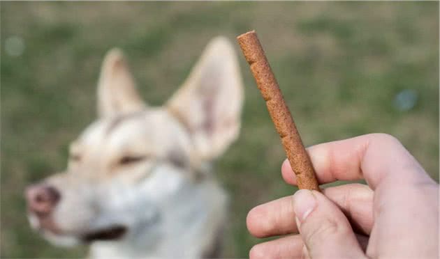 训犬师用零食让狗乖乖听话，零食用得对，训练更容易成功