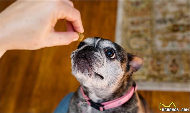 训犬师用零食让狗乖乖听话，零食用得对，训练更容易成功