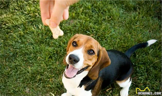 训犬师用零食让狗乖乖听话，零食用得对，训练更容易成功