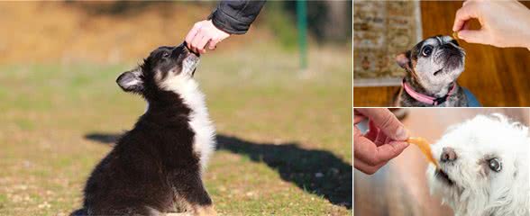 训犬师用零食让狗乖乖听话，零食用得对，训练更容易成功