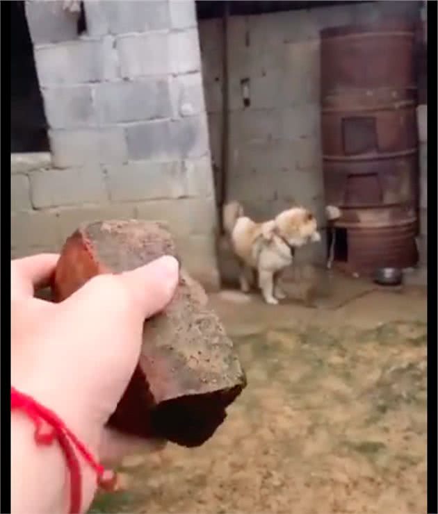 狗狗看到有人靠近就叫,但拿出砖头后它立马安静了:有事好好说