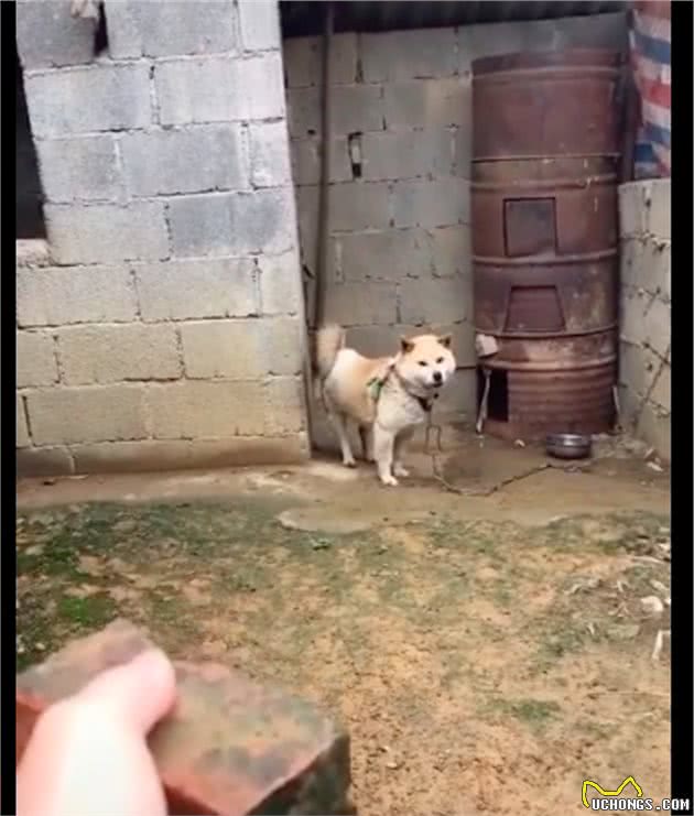 狗狗看到有人靠近就叫,但拿出砖头后它立马安静了:有事好好说