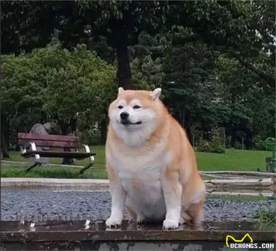 狗狗腿部僵硬，是不是关节出现问题了？要怎么避免？