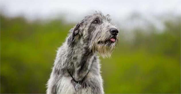 名犬鉴赏之爱尔兰猎狼犬