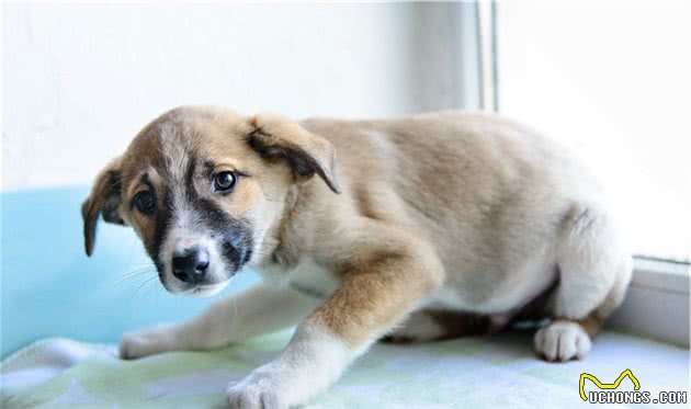 什么是犬腹水？看到它肚子大可别以为它吃太饱，可能生重病了