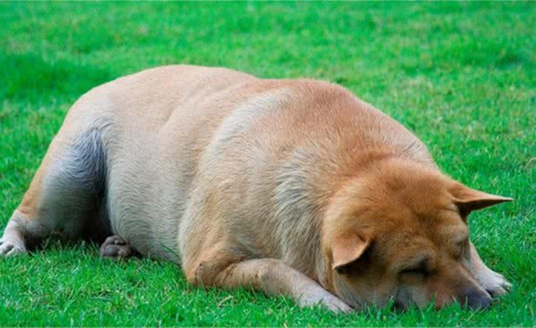 什么是犬腹水？看到它肚子大可别以为它吃太饱，可能生重病了