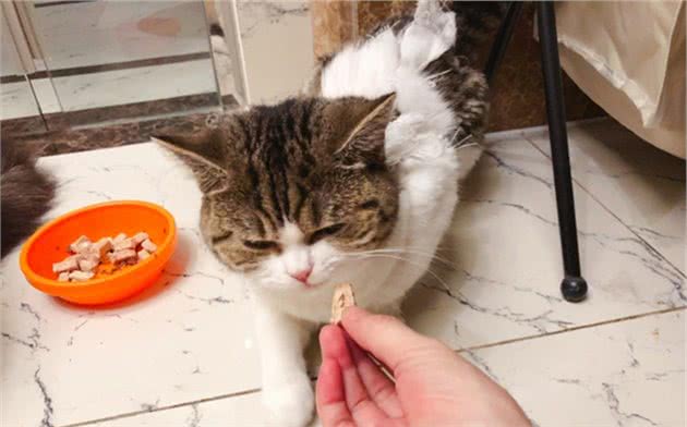 辟谣，猫咪耷拉耳朵并非就是折耳，更可能是因为它现在很放松