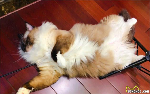 辟谣，猫咪耷拉耳朵并非就是折耳，更可能是因为它现在很放松