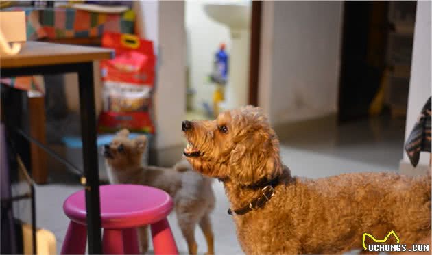 除巧克力外，泰迪犬吃这些人食，也有危险