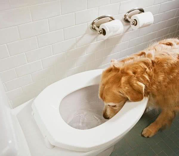 金毛犬的奇怪行为，你知道背后的意思吗？