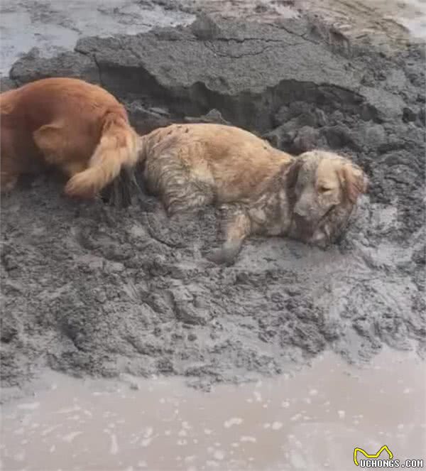 金毛犬的奇怪行为，你知道背后的意思吗？