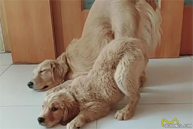 金毛犬的奇怪行为，你知道背后的意思吗？