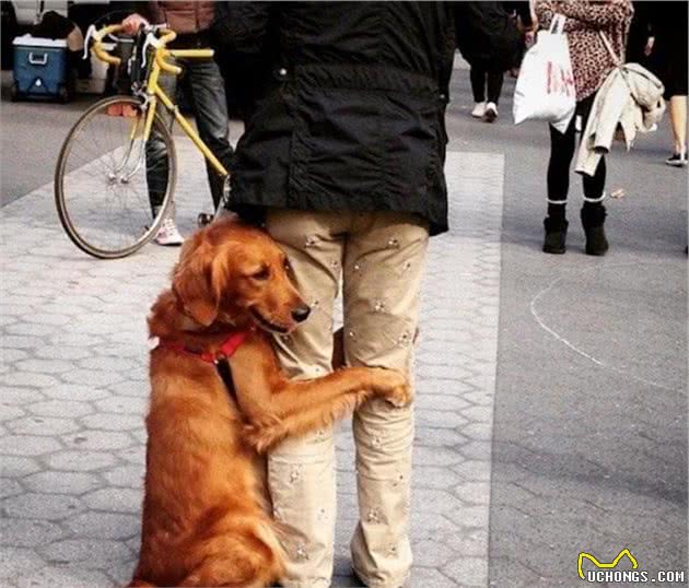 金毛犬的奇怪行为，你知道背后的意思吗？