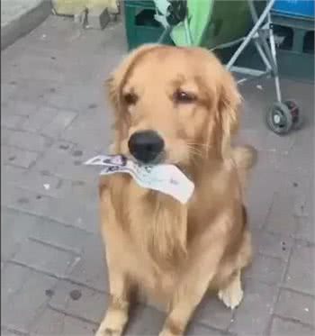 金毛犬的奇怪行为，你知道背后的意思吗？