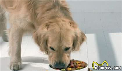 金毛犬的奇怪行为，你知道背后的意思吗？