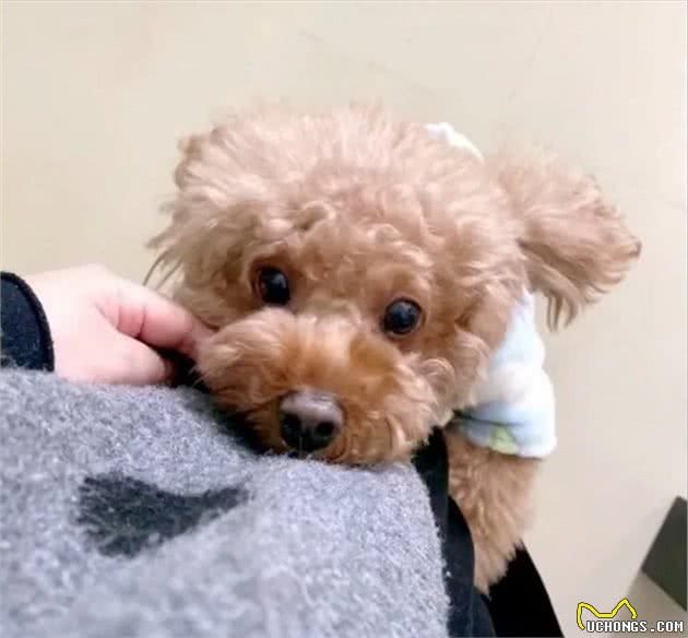 把你当成“妈妈”的泰迪犬，会有这7个表现，太可爱了