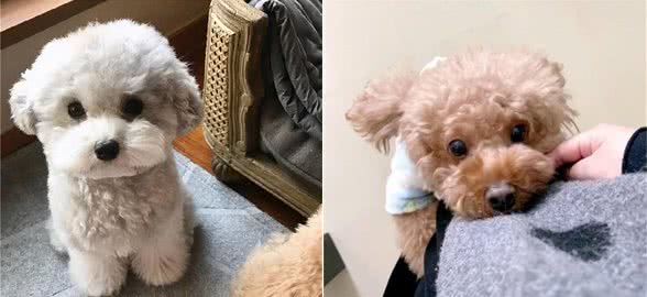 把你当成“妈妈”的泰迪犬，会有这7个表现，太可爱了