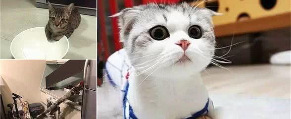 狸花猫拆家战力直逼二哈，主人拿出桃子后发现，明明白白的猫爪印