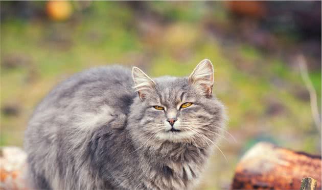 听说西伯利亚猫不会掉毛？