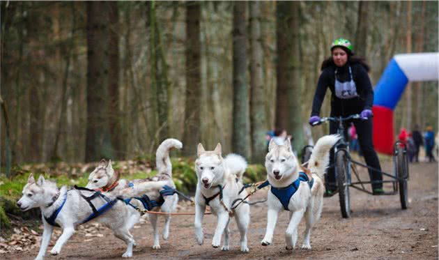 我国本土优秀犬种，第二种身价最高，第四种比大熊猫还珍贵