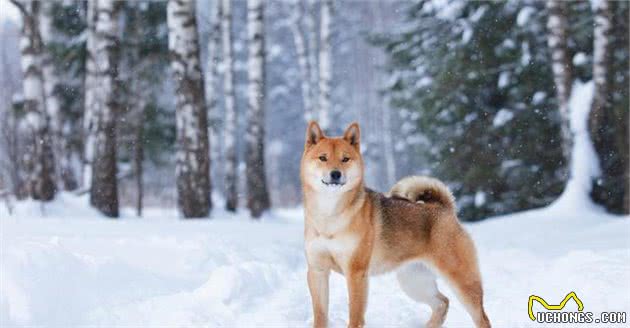 很多人养的泰迪和柴犬，哪一种更容易养？柴犬似乎不太聪明的样子